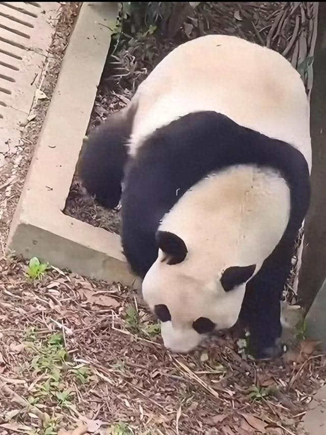 网友视频截图