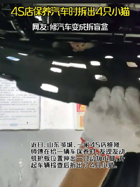4S店保养汽车时拆出4只小猫