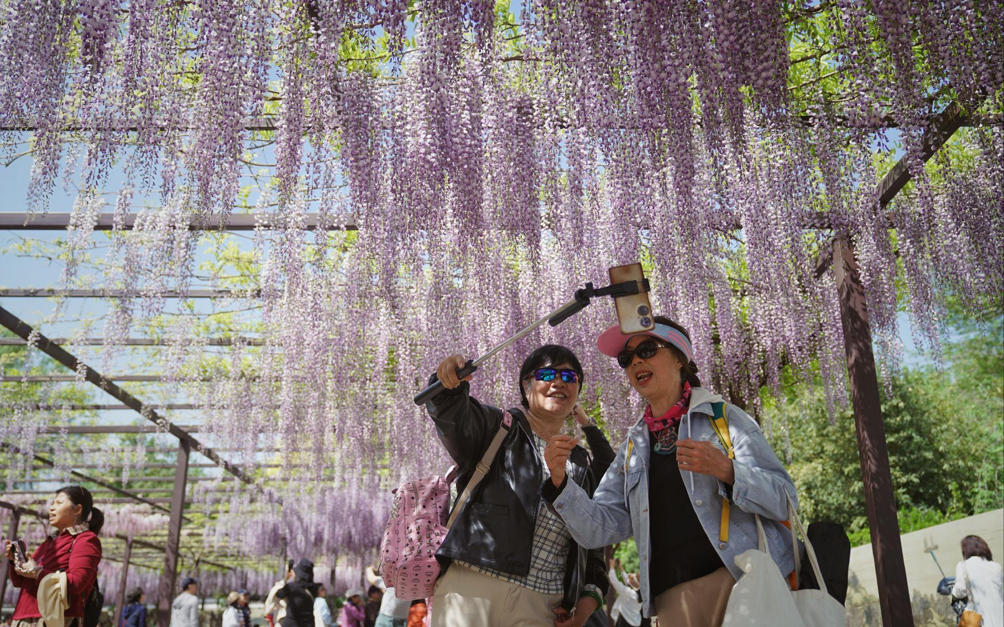 4月17日,玉淵潭公園,遊客在紫藤下留影。新京報記者 薛珺 攝
