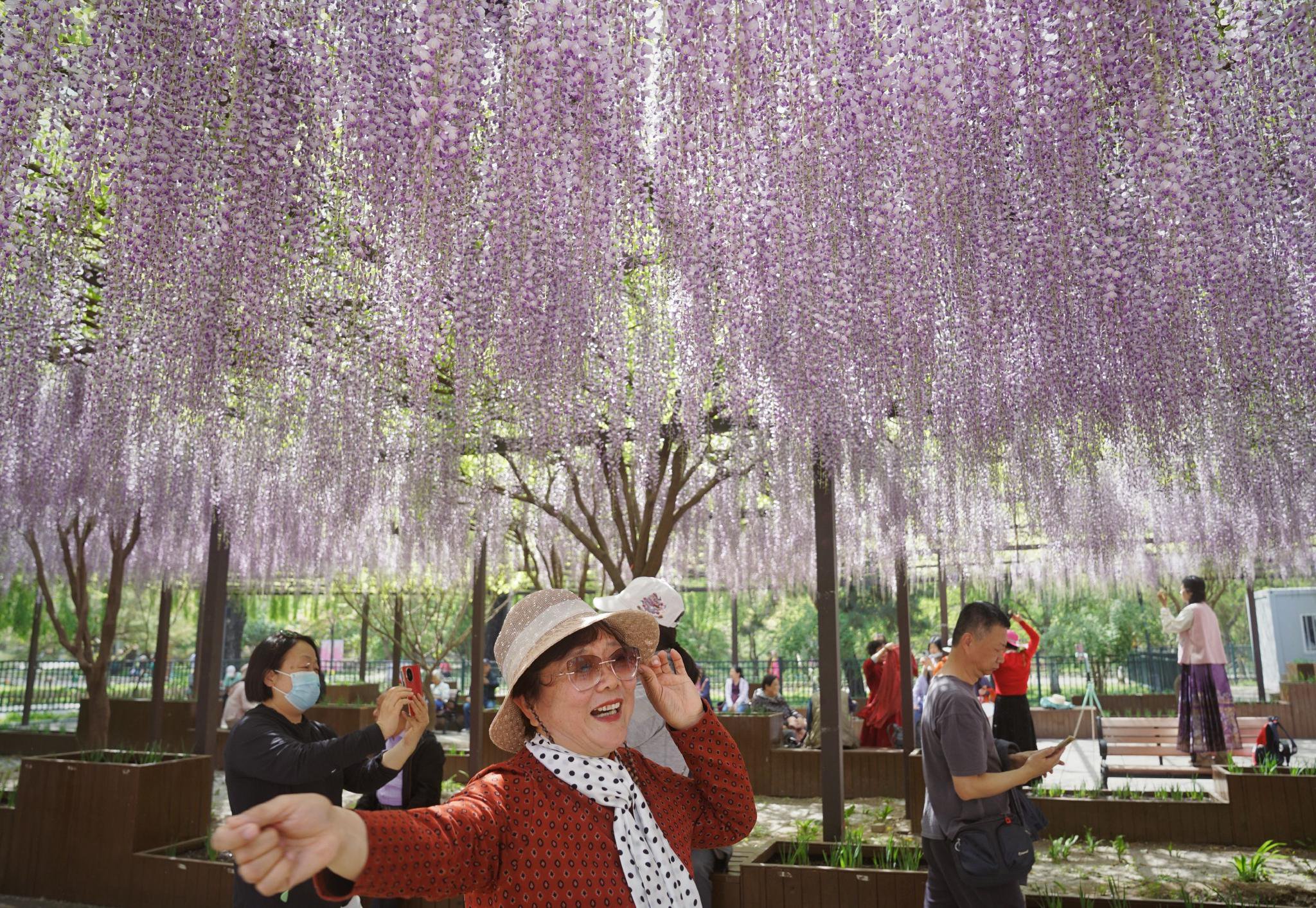 4月17日,玉淵潭公園,遊客在紫藤下留影。新京報記者 薛珺 攝