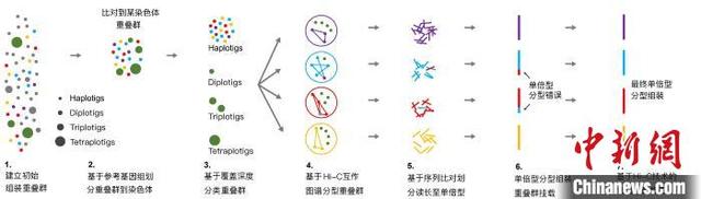 同源多倍体基因组分型重建新方法——tetraDecoder。西安交通大学供图