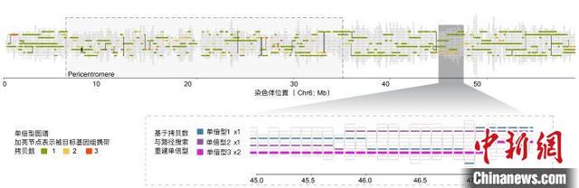 基于单倍型图谱的基因组分型新策略。西安交通大学供图