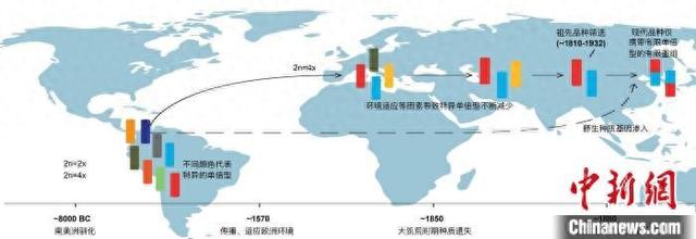 马铃薯起源、驯化与早期育种概况。西安交通大学供图