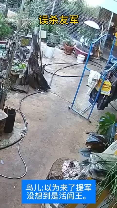 误杀友军，鸟儿:以为来了援军，没想到是活阎王
