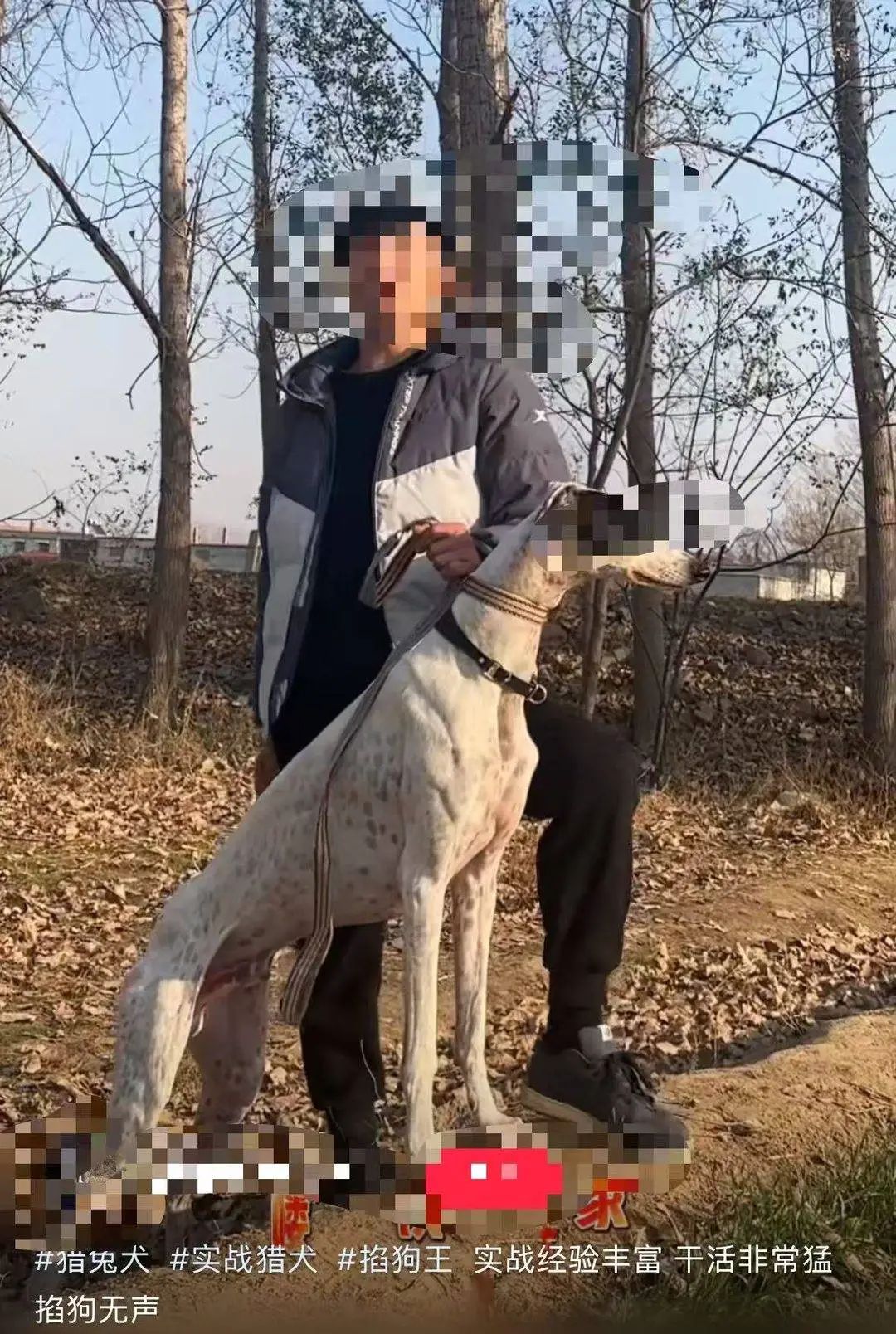 二手交易平台上商家展示「掐狗」影片