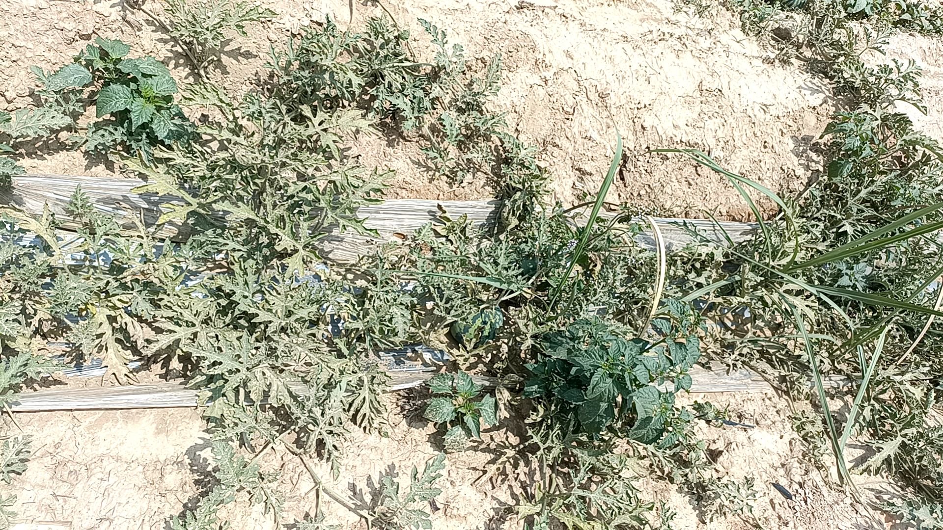 種植戶邢昊地裡的甘蔗苗因為乾旱有些枯萎。受訪者供圖