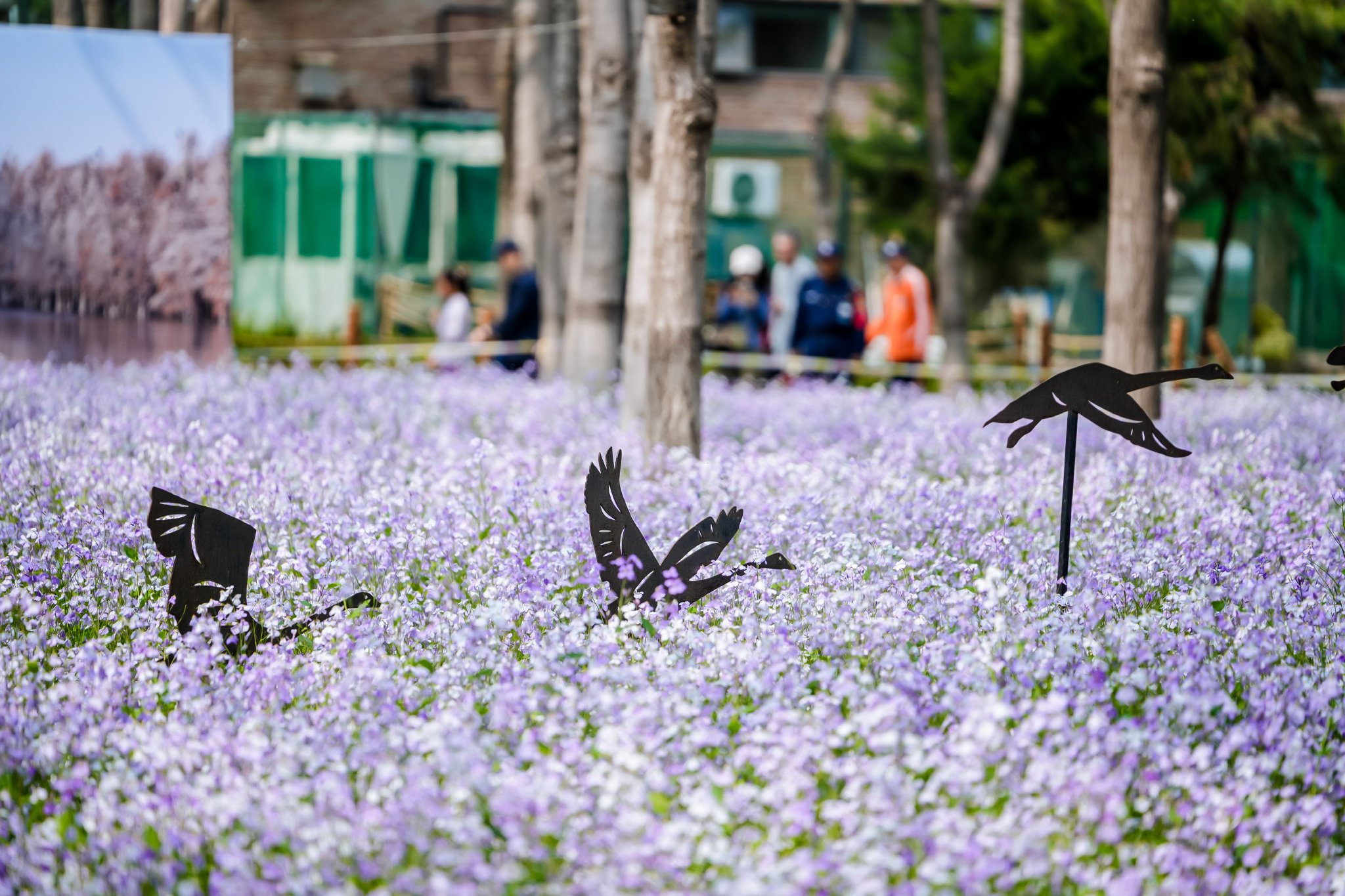將府公園二月蘭花海中的藝術裝置。受訪者供圖
