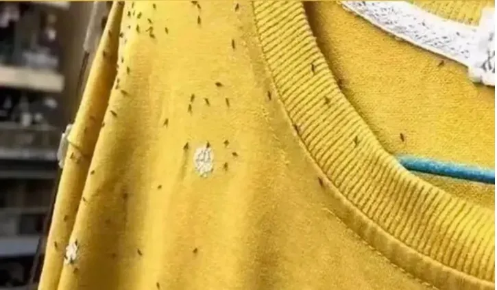 不少网友不堪其扰