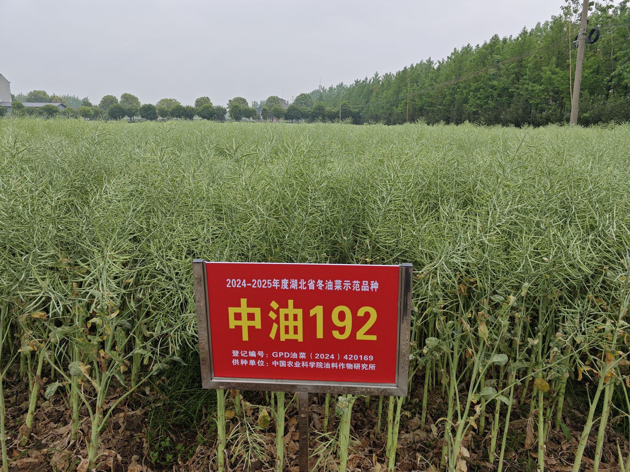 「中油192」。中國農科院油料所供圖