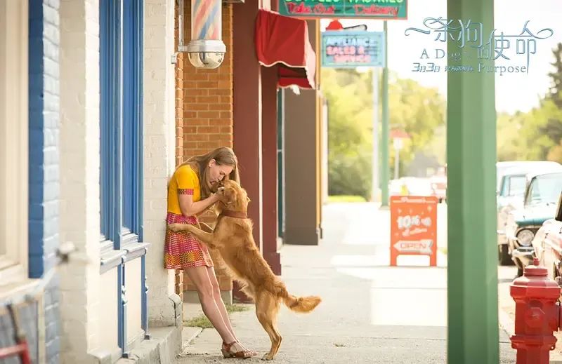 (图/《一条狗的使命》)