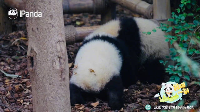 功夫熊猫从娃娃抓起