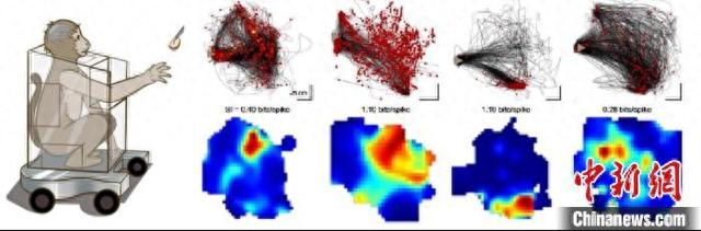 猕猴自然抓取范式以及PMd神经元的“位置野”活动模式。中国科学院自动化所 供图