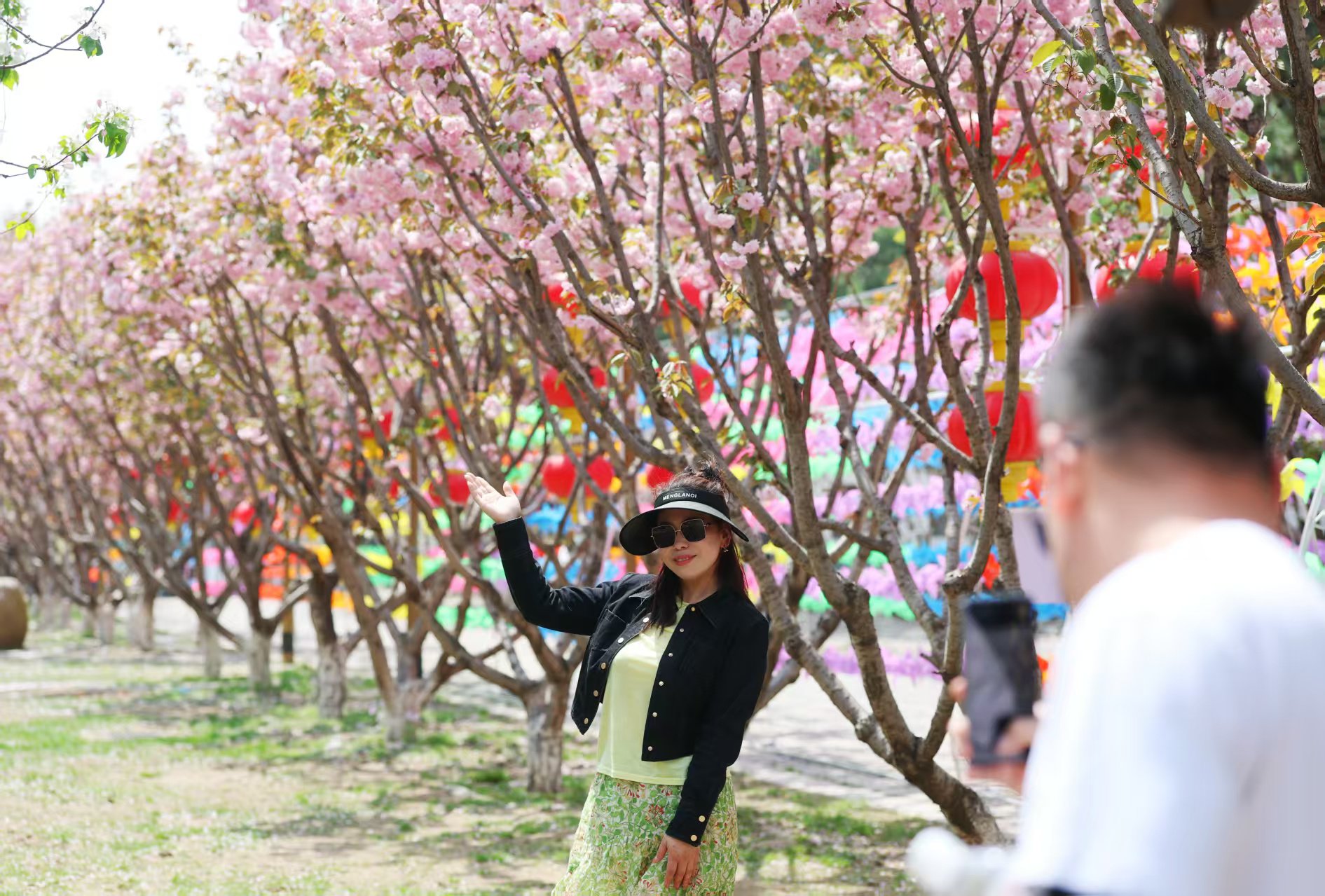 4月26日,遊客在延慶龍慶峽景區和「北京最晚櫻花」合照。新京報記者 陶冉 攝