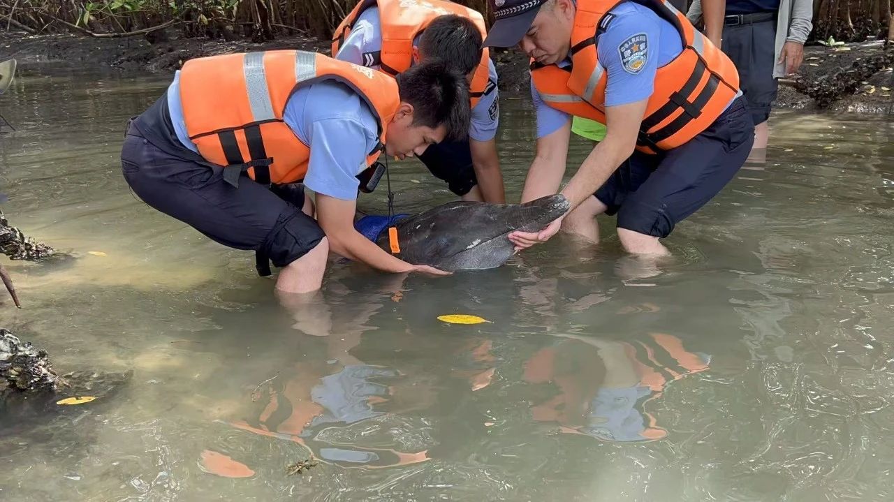 海豚為糙齒海豚,為國家二級重點保護動物。 圖源:海南公安