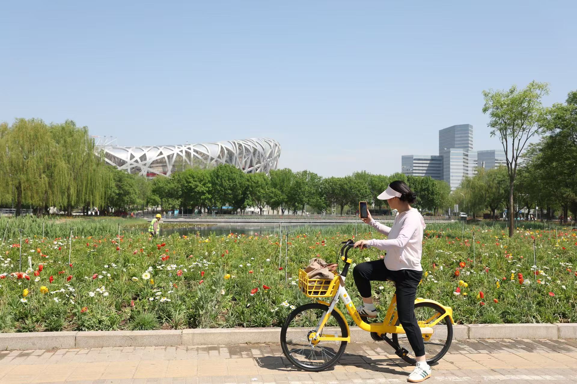 北四環輔路上,市民拍攝花海和鳥巢。新京報記者 王飛 攝