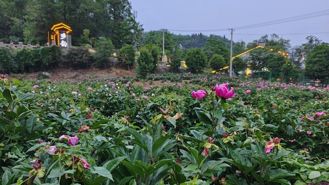 4月24日傍晚,牛扎坪村农家乐的灯光掩映在花海里。 澎湃新闻记者 王岱玉 图
