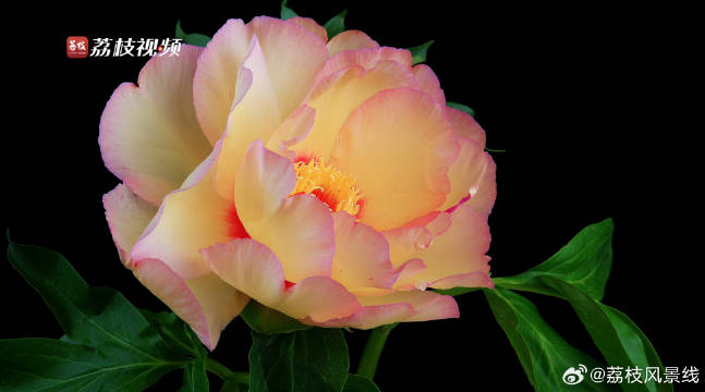 芍药花盛放瞬间