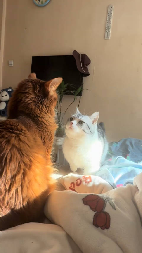 小猫：叶问，请指教