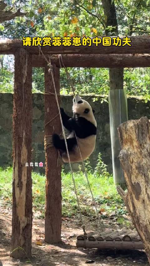 请欣赏蕊蕊崽的中国功夫， 真功夫熊猫也！
