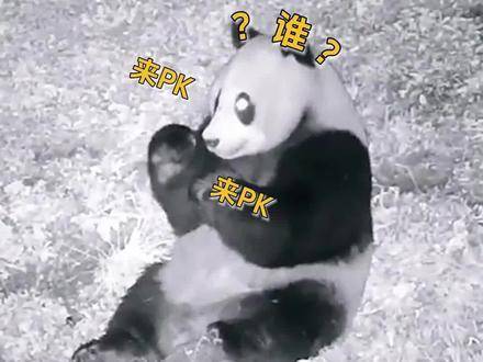 功夫熊猫果然名不虚传，浦浦熊猫握紧拳头 视频分享