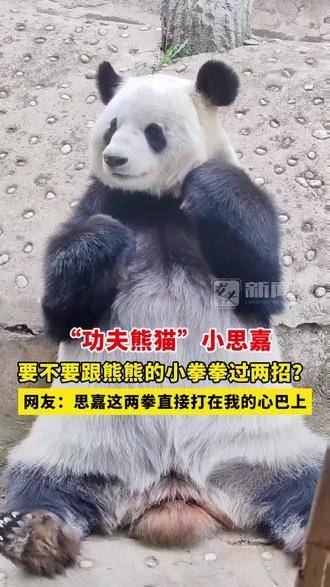 功夫熊猫小思嘉，是否愿意与熊熊的小拳脚较量一番？