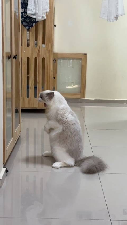 小猫气成哥斯拉了