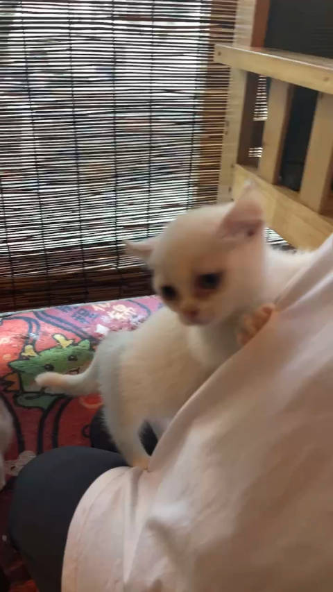 小猫咪大战哥斯拉