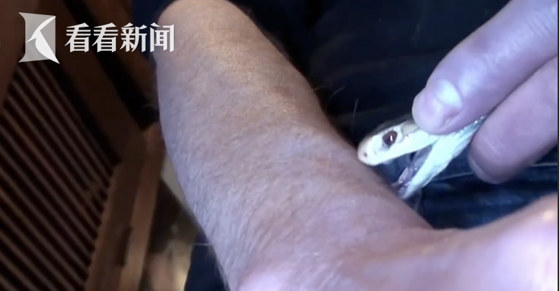 美国男子18年来养毒蛇咬自己？不建议模仿！