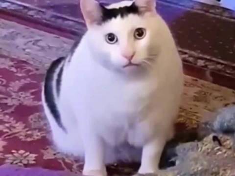 笑的我姜子牙掉了好几颗