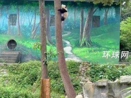 软萌的外表下藏着功夫熊猫的灵魂！