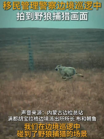 野狼捕猎时跑出残影