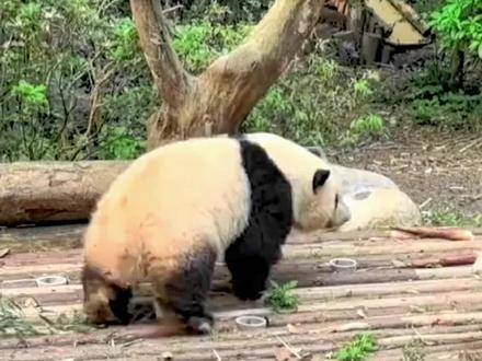 大熊猫花花一大早就开始练功了，不亏是国宝，勤奋好学！