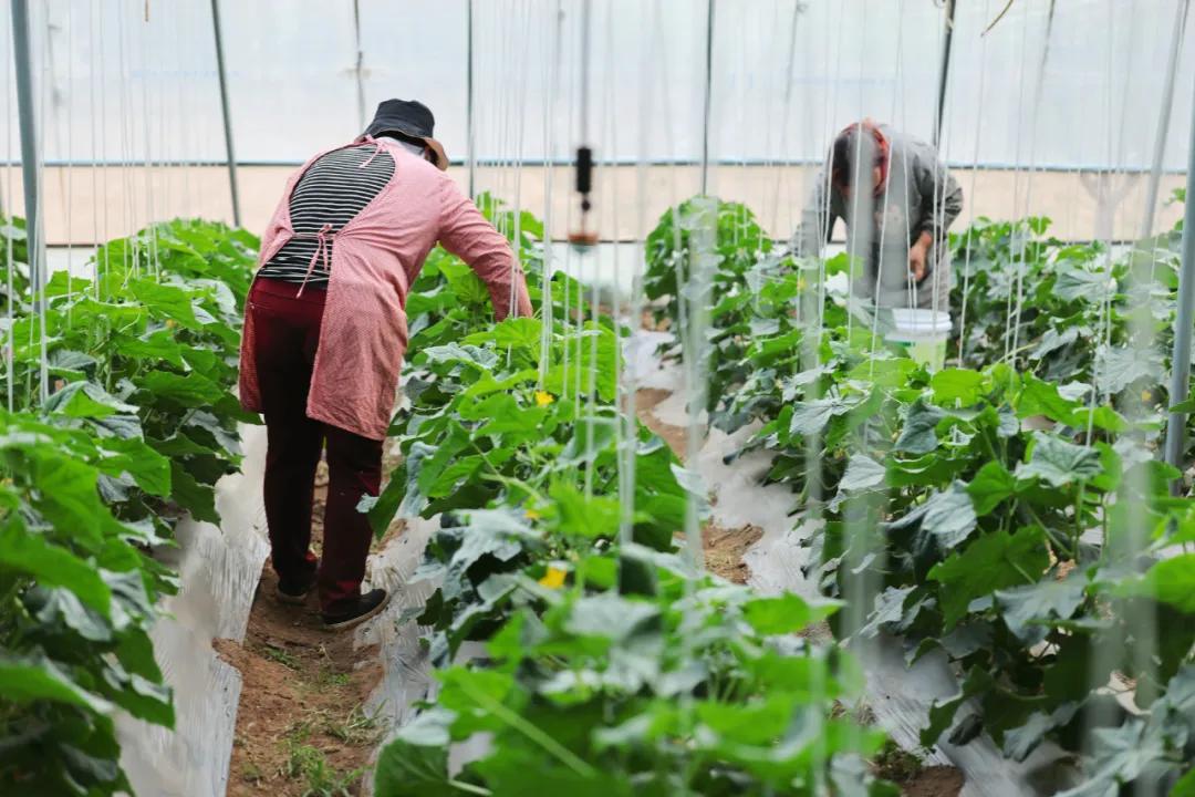 不想假装上班的时候,可以到农场转一转。(图/受访者提供)