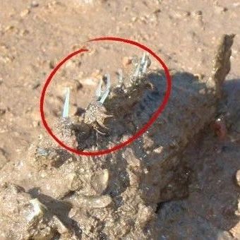 他一脚踩在海滩的带刺“石头”上，不到两个小时就死了