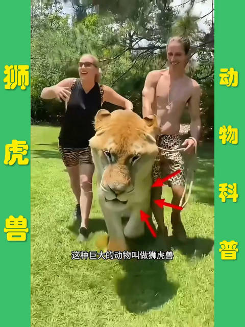 狮虎兽体型巨大无法野外生存，日食25公斤肉仍难存活