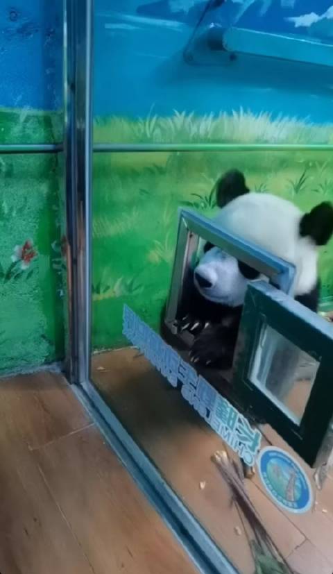 这么大的脑袋怎么做到微卡的哈哈哈，难道带猫的动物只要头能过身子就能过吗？