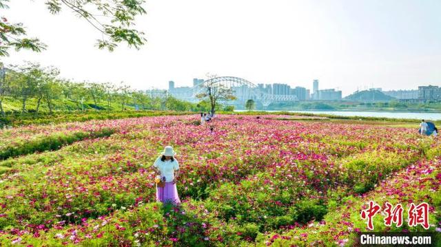 图为秋英花绽放,美不胜收。何光民 摄
