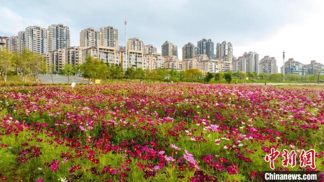 图为秋英花绽放,美不胜收。何光民 摄