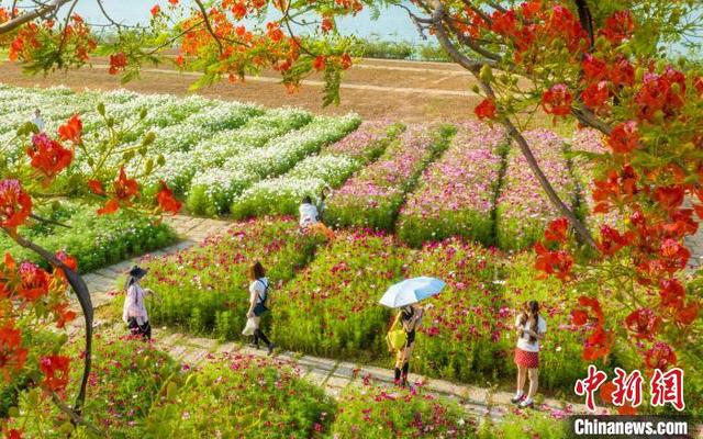 图为秋英花海一角。何光民 摄