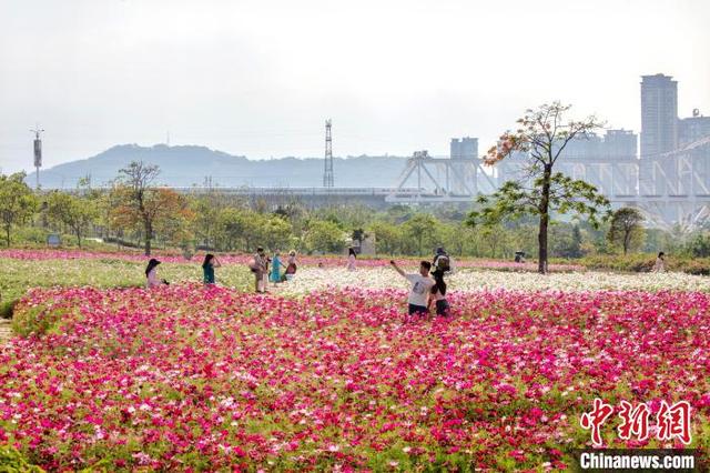 图为游客在赏花拍照。何光民 摄