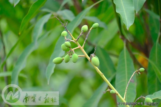 “扁桃王”的扩繁苗结果了。 记者宋延康 摄