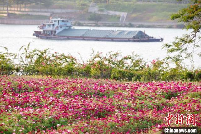图为盛开的秋英花。何光民 摄