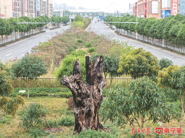 “扁桃王”虽然仅剩一截主干,但它的扩繁苗已回种了108株。 记者宋延康 摄