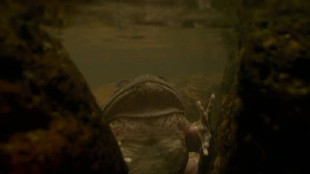 多毛之蛙 The Hairy Frog 纪录片品鉴团