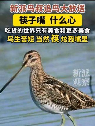 鸟叔追逐鸟类！筷子般的嘴巴，怎样的心灵？