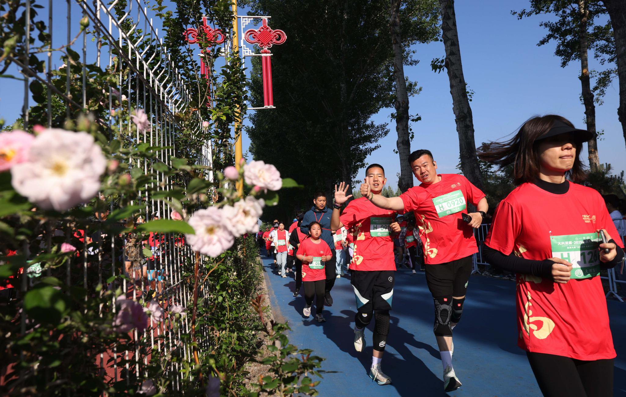 選手奔跑在長達2.5公里的藤本月季花牆賽道中。新京報記者 李木易 攝