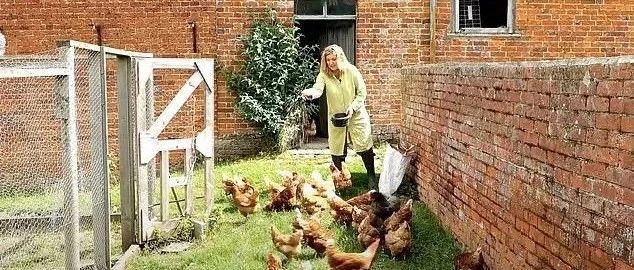 “唐顿庄园”养鸡记：为了鸡，伯爵夫人拆了温室，贵族鸡也要住得高级