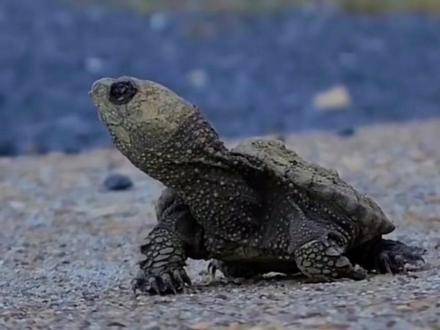 佛罗里达拟鳄龟破壳，沼泽哥斯拉故事开启