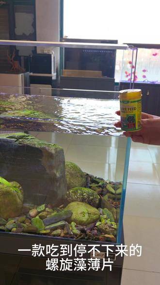 螺旋藻制成的薄片，适合作为小型热带鱼的饲料