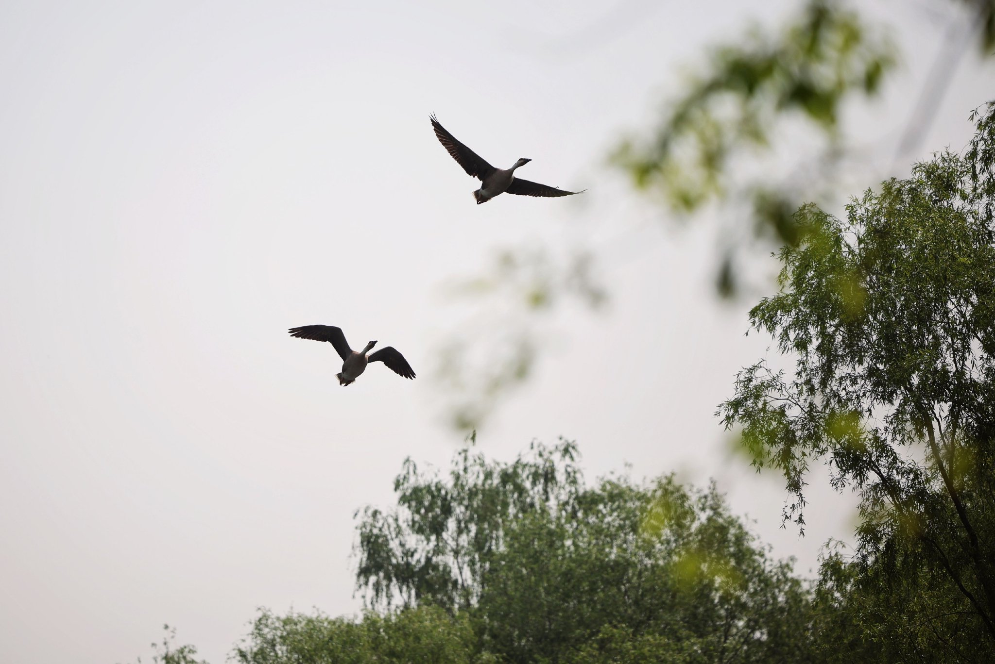 2025年5月12日,奧林匹克森林公園,兩隻大雁飛向天空。新京報記者 薛珺 攝